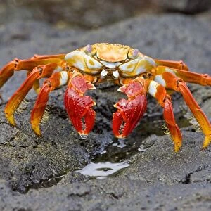 Ecuador. A Sally Lightfoot Crab, with its brilliantly colored carapace, is one of