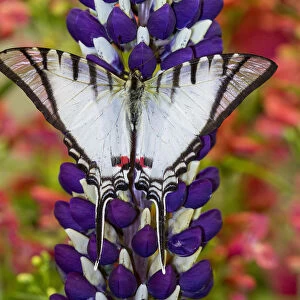 Eurytides agesilaus autosilaus butterfly on lupine, Bandon, Oregon