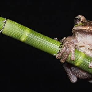 Masked Treefrog (Smilisca phaeota) CAPTIVE Choco Region of NW ECUADOR. South America