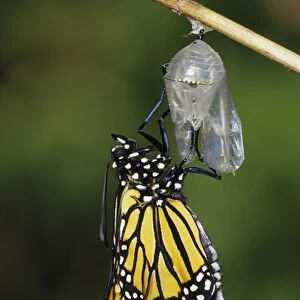 Monarch (Danaus plexippus) pupa / chrysalis before emergence Marion Co. IL