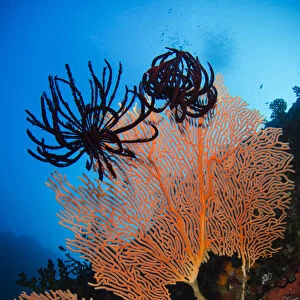Sea Fan (Gorgonia) & Feather Star (Crinoidea), Rainbow Reef Fiji. South Pacific
