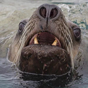 USA, Alaska, Glacier Bay National Park. Close-up of Stellar sea lion in water. Credit as