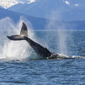 USA, Alaska. Orca whale, tail lobbing. Credit as: Don Paulson / Jaynes Gallery / DanitaDelimont