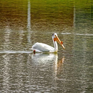 USA, Colorado, Windsor. American white pelican swimming in pond