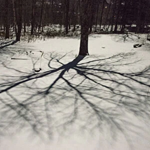 USA, Vermont, Morrisville, moon shadow of ash tree on snow-covered lawn