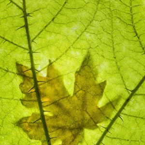 USA, Washington, Seabeck. Big leaf maple leaf on devils club leaf. Credit as