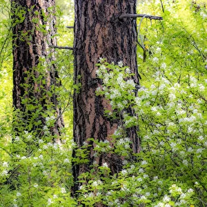 USA, Washington State, Leavenworth white flowering bush amongst Ponderosa Pine
