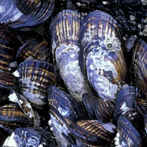 USA, Washington State, Salt Creek State Park, Tongue Point. California mussels with