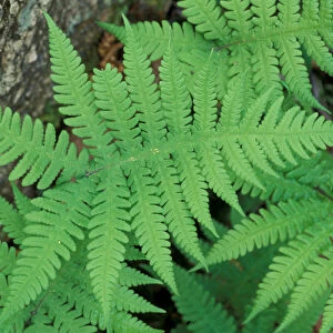 Waterville Valley, NH. Long Beech Fern, Thelypteris Phegopteris. White Mountains N. F