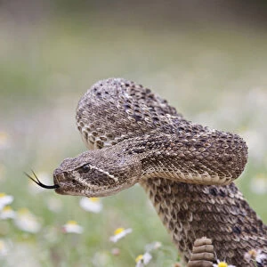 Western Diamondback Rattlesnake (Crotalus atrox) coiled to strike