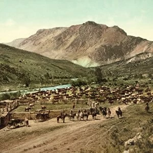 COLORADO: ROUND UP, c1898. Round Up on the Cimarron River in Colorado. Photochrome