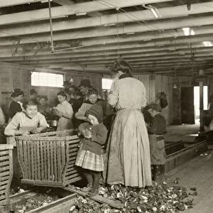 HINE: OYSTER SHUCKERS, 1911. Young boys and girls working alongside men and women