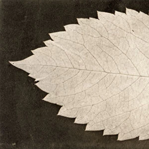 LEAF: PHOTOGRAPH, 1839. Leaf, an early Talbotype photograph by William Henry Fox Talbot