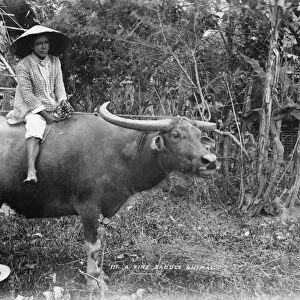 PHILIPPINES, c1900. A Filipino farmer riding a carabao in the Philippines. Photograph