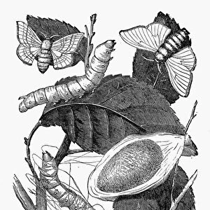 SILKWORM: LIFE CYCLE. Larva, pupa, cocoon, and moth of the silkworm. Line engraving, 19th century