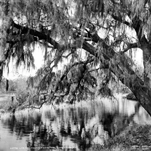 SOUTH CAROLINA: OAK TREE. Live oak tree with Spanish moss at Magnolia Cemetery in Charleston