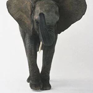 African Elephant (Loxodanta africana) with its ears out and trunk lifted, moving forward, front view