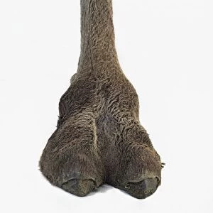 Bactrian camel (Camelus bactrianus), foot