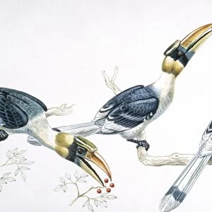 Birds, Coraciiformes, Great Hornbill, (Buceros bicornis) feeding, illustration