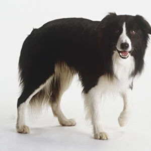 Black and white Border Collie (Canis familiaris) walking, looking at camera