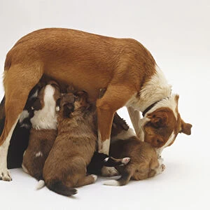 Brown and white bitch (Canis familiaris) feeding litter of puppies, standing up, side view