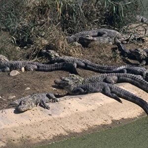 China, anhui, captive alligators sunning themselves on man-made island built on lake