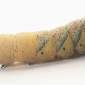 Deaths head hawk-moth caterpillar (acherontia atropos)