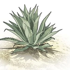 Digital illustration of succulent edible Agave plant