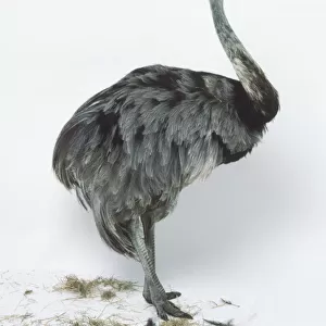 Dromaius novaehollandiae, Emu, facing forward