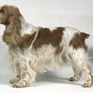 English Cocker Spaniel Dog