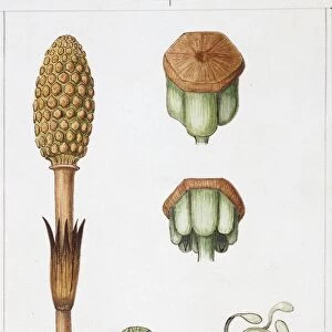 Field Horsetail (Equisetum arvense), illustration