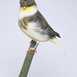Gloster Fancy Canary (Serinus canaria)