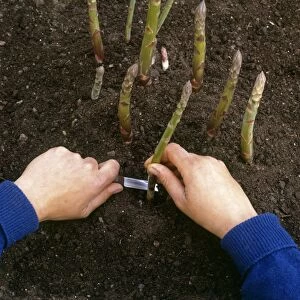 Hand cutting asparagus out of soil, using a knife, close-up