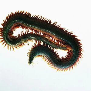King ragworms (nereis virens), 30 cm long and found in north america, northern europe, and north-east asia. The worms are named after their ragged fringe of flat legs, called parapodia, which they have along the sides of their bodies