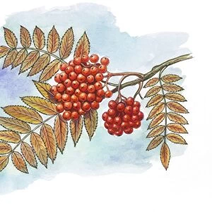 Leaves and fruit of Rowan or European mountain ash Sorbus aucuparia, illustration