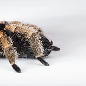 Mexican Red Kneed Tarantula (Brachypelma smithi) part of hairy body and back legs, close-up