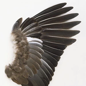Pigeon wing showing overlapping feathers, side view