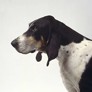 Profile headshot of a Chien Francais Blanc et Noir dog