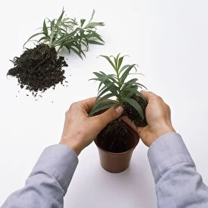 Putting pot rooted cutting into plant pot