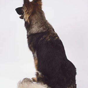 Rear view of a seated German Shepherd Dog (Canis familiaris) showing its bushy, white tail