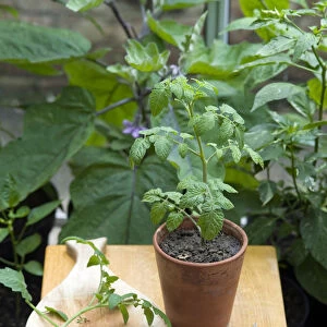Rootstock tomato plant on table