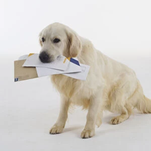 Seated Golden Retriever (Canis familiaris) with letters in its mouth