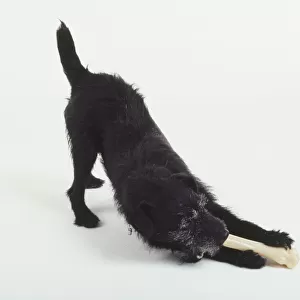 A shaggy black dog chews on a cylindrical bone or toy while crouching with its hind quarters in the air
