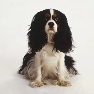 Sitting Cavalier King Charles Spaniel Dog (Canis familiaris), front view