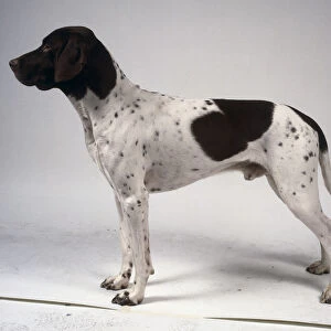 A slender black and white old Danish pointer dog with spotted and speckled flanks, on all fours, side-on