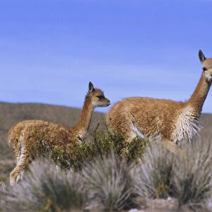 Two Vicunas standing in tall grassland
