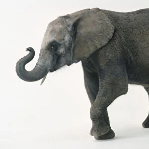 Side view of african elephant