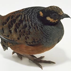 Side front view of a Chestnut-Bellied Partridge, with head in profile while facing forwards