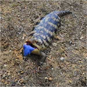 Blotched Blue tongue Lizard