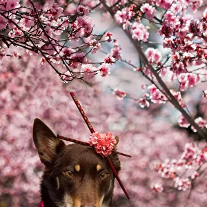 Dog dressed in kimono under Cherry Blossom Tree